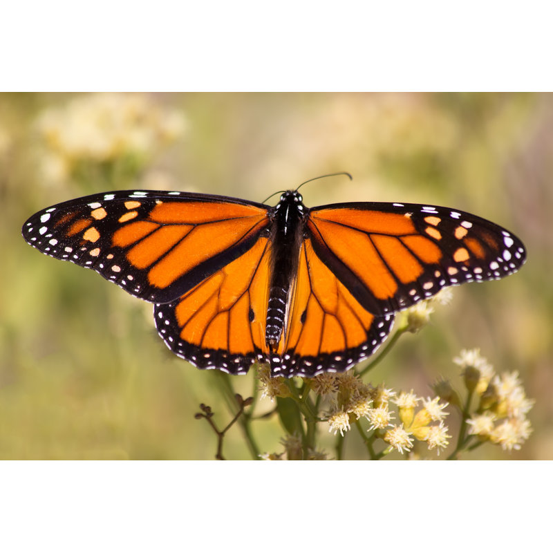 Jayapura Monarch Butterfly In Field by Ruth Peterkin - Wrapped Canvas Print, 30cm H x 46cm W x 3.8cm D
