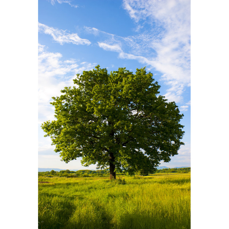 Solitary Oak Tree by Tina_Rencelj - Wrapped Canvas Print, 91cm H x 61cm W
