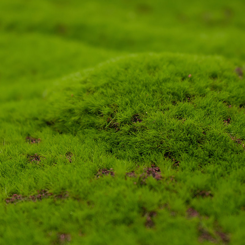 1'' Faux Moss Grass