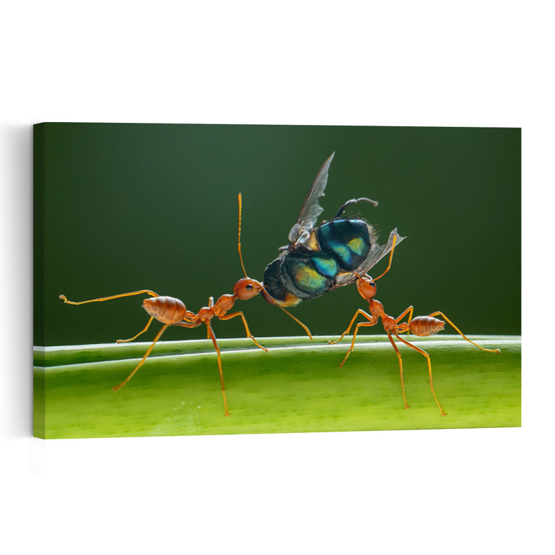 Red Ants Carry Prey Vibrant Abstract Contemporary Ant Nature Wildlife Wall Art Print by Edy Pamungkas - Print