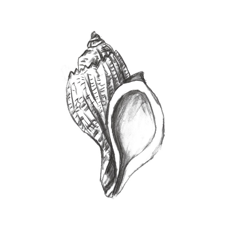 Seashell Study II by Melissa Wang - Print on Canvas, Wrapped Canvas, 46 cm H x 30 cm W