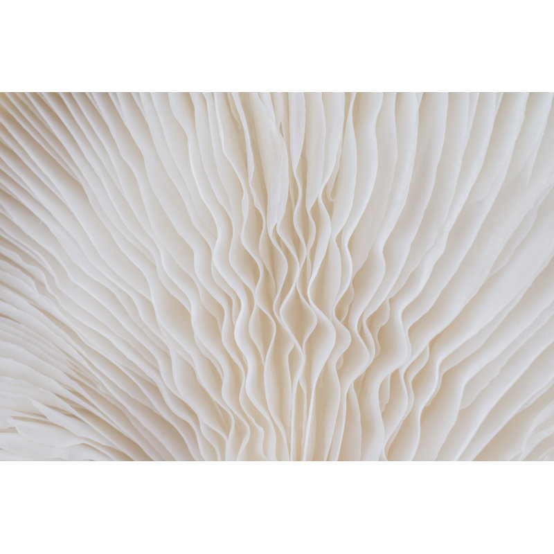 Macro Of Sajor-caju Mushroom by Lamyai - Wrapped Canvas Print, 30cm H x 46cm W