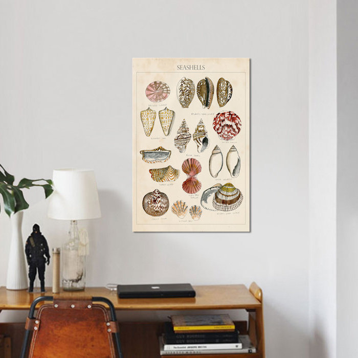 « coquillage sketch i », impression sur toile, H 26 po x l 18 po x P 1,5 po, Toile tendue, Pas de tapis
