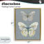 Cadre flottant Papillon, étude par Carol Robinson-1030999593-1030999591