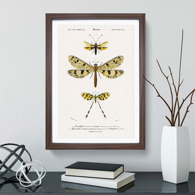 Butterfly Illustrations PL. 3 by Charles d' Orbigny - Picture Frame Graphic Art Print, 36cm H x 27cm W x 2cm D, Walnut Framed