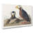 Tufted Puffin Bird by John Audubon - Wrapped Canvas Painting-55361521