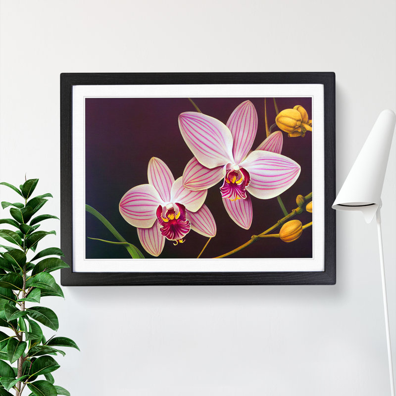 Iconic Orchid Flowers - Single Picture Frame Print, 46cm H x 64cm W x 2cm D, Black