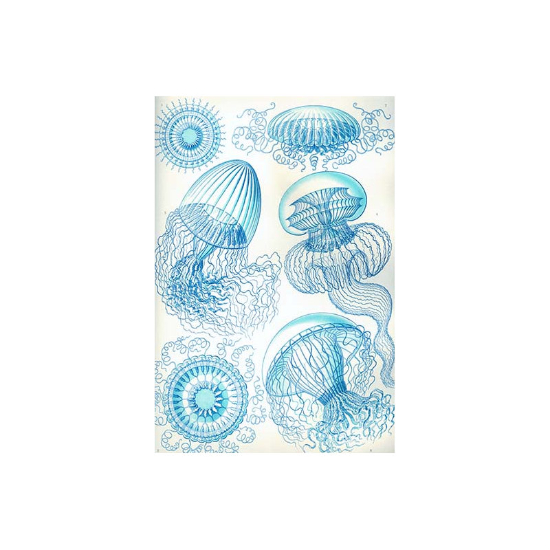 " Jelly Fish " by Ernst Haeckel, 66" H x 44" W x 1.5" D