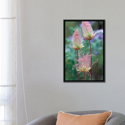 " Prairie Smoke, Okanagan Valley, British Columbia, Canada " by Tim Fitzharris