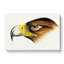 Eagle by John Gould - Wrapped Canvas-55304546