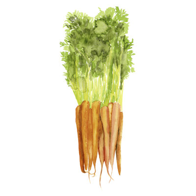 Watercolour Veggie III by Naomi McCavitt - Wrapped Canvas Painting