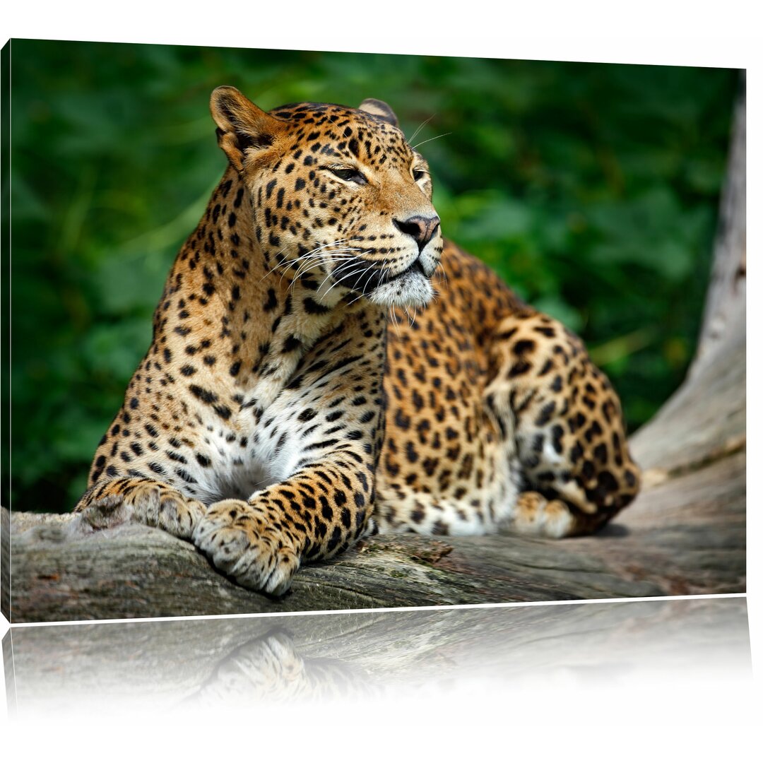 Leinwandbild Wunderschöner Leopard in der Natur