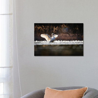 Mute Swan 1 Piece Wrapped Canvas Wall Art