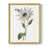 Doré