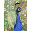 Peacock Print On Canvas-98694070