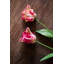 Silk Flame Flower Tulip Spray-1263806476