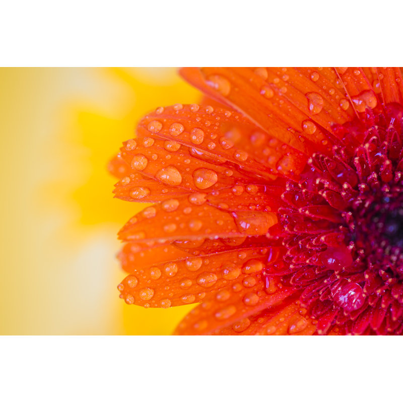 Close Detail of Orange Gerbera by Jeja, 32" H x 48" W