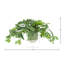 Scindapsus Plant in Ceramic Pot