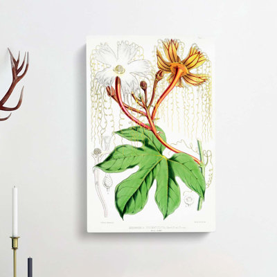 Himalayan Flowers Illustration PL. 1 by W. H. Fitch - Wrapped Canvas