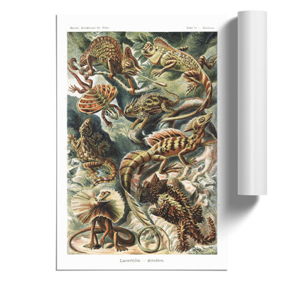 Lizards by Ernst Haeckel - Frameless Print