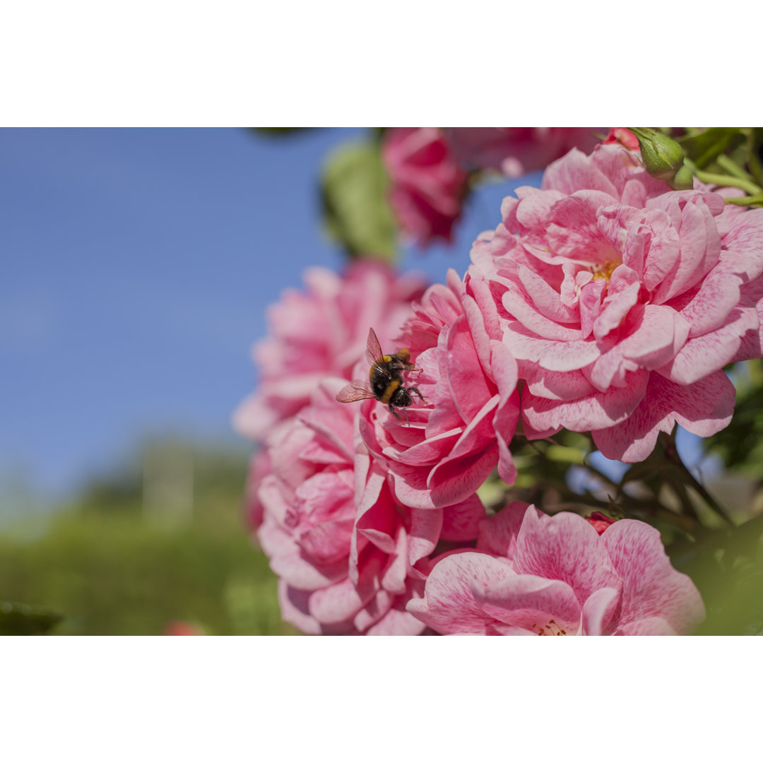 Biene und Sommerrosen - Druck