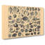 Encyclopedia Shells - Wrapped Canvas-61876975