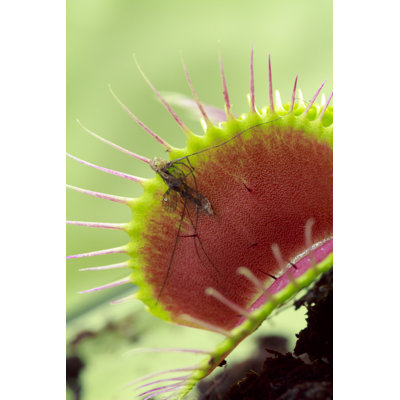 Nithun " Venus Flytrap " by Alittlesilhouetto