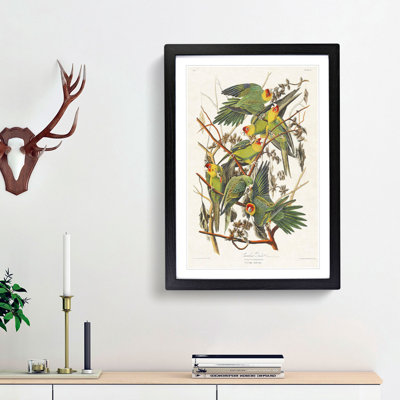 Carolina Parrots by John Audubon - Picture Frame Painting Print