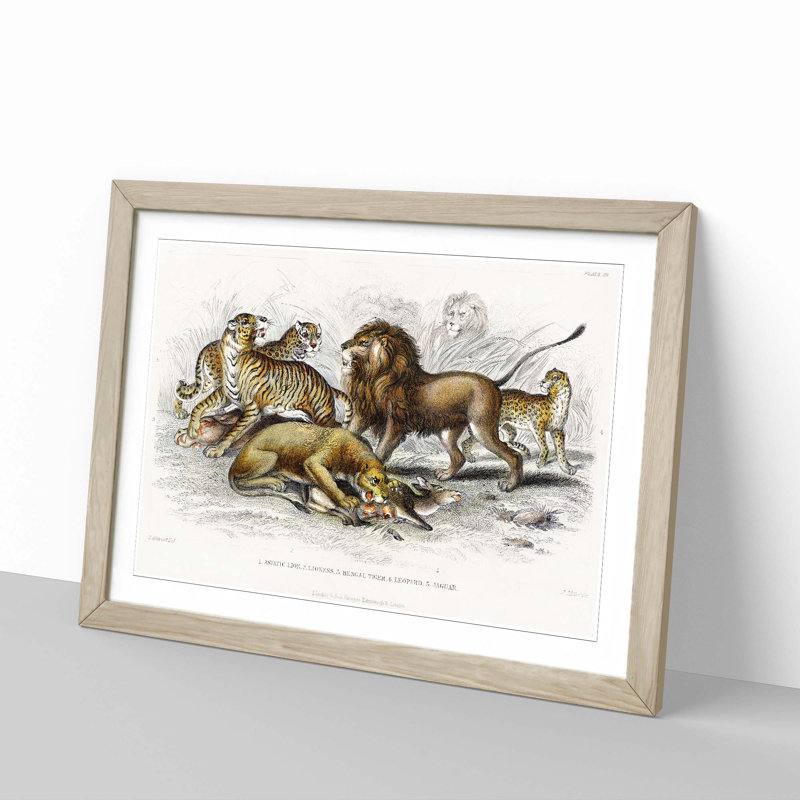 Lion, Tiger, Leopard and Jaguar by Oliver Goldsmith - Picture Frame Painting Print, 48cm H x 65cm W x 2cm D, Oak Framed