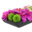 Orchid and  Arrangement-286518433-286518432