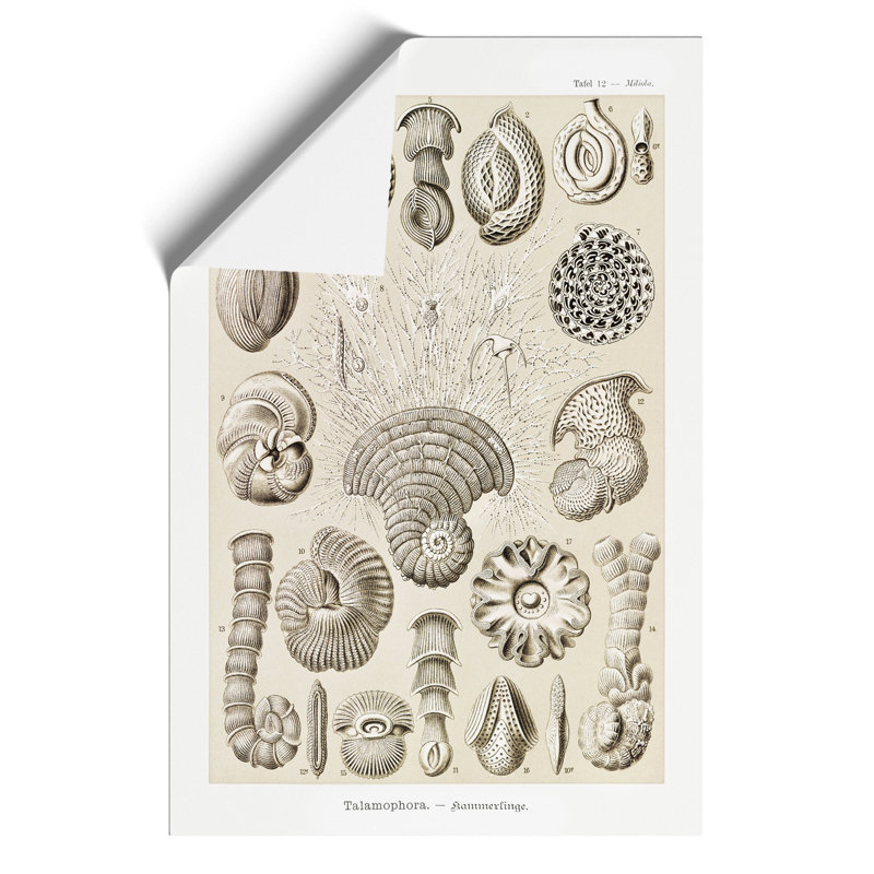 Study of Shells by Ernst Haeckel - Frameless Print, 42cm H x 30cm W x 0.1cm D