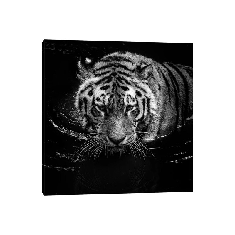 Tiger In Water, Black And White by Lukas Holas - Wrapped Canvas Print, 45.72 cm H x 45.72 cm W