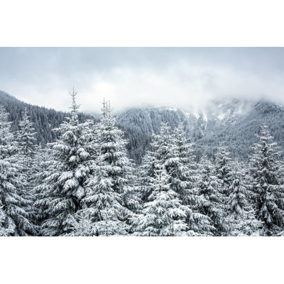 Snowy Mountain Forest by Misha Kaminsky