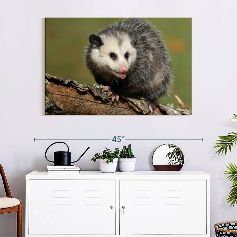 Brampt Angry Opossum, 26" H x 39" W