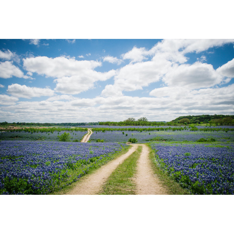 Bluebonnet Field - Photographie sur toile tendue, H 8 po x l 12 po