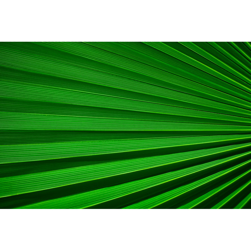 Palm Leaf Detail by Bluberries - Print, 81cm H x 122cm W