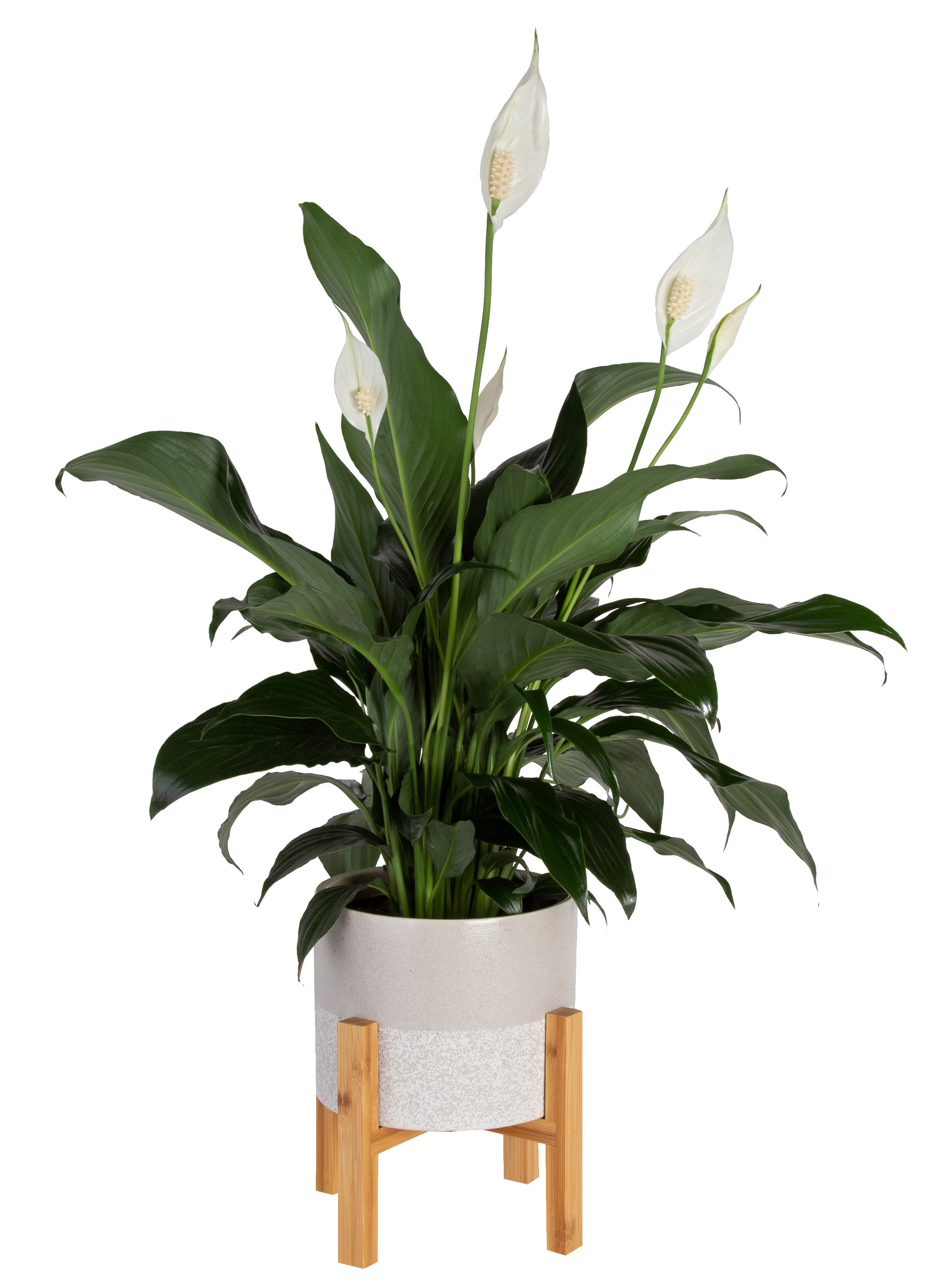 Are peace lilies sales poisonous