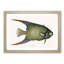 Angel Fish by Mark Catesby - Single Picture Frame Painting-55545182-55545181