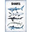 Assortiment de requins, reproduction sur toile tendue-295462876