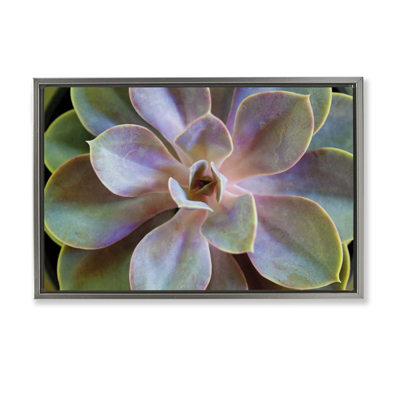 Toile flottante encadrée «Blooming Succulent Leaves» par Susan Bryant, Cadre flottant gris lustré, H 21 po x l 31 po