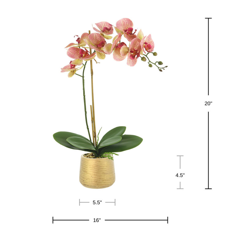 Phalaenopsis Orchid in Pot