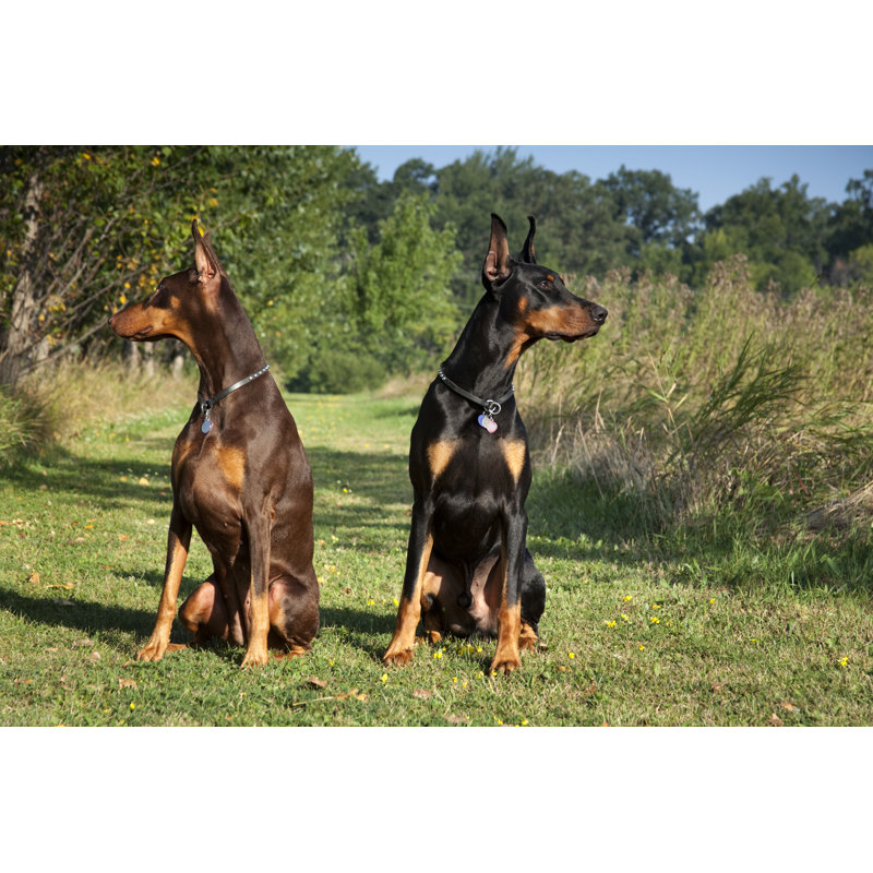Alert Doberman by Jamesbrey, 24" H x 36" W