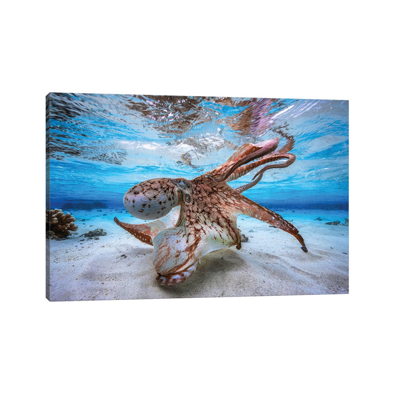 Dancing Octopus by Barathieu Gabriel - Print on Canvas, Wrapped Canvas, 20.32 cm H x 30.48 cm W