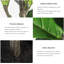 150cm Faux Ficus Tree in Cement Pot