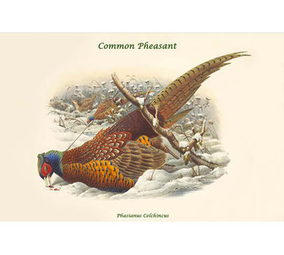 " Phasianus Cochicus Common Pheasant " by John Gould