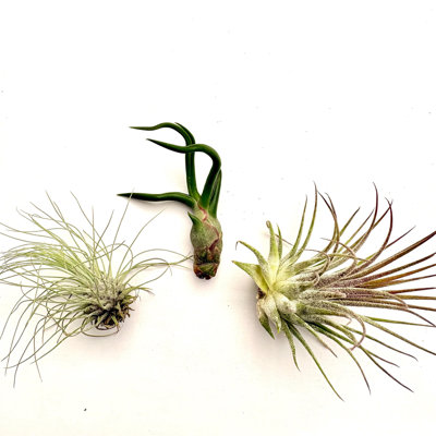 Air Plant Bundle 7PK 2"-6"