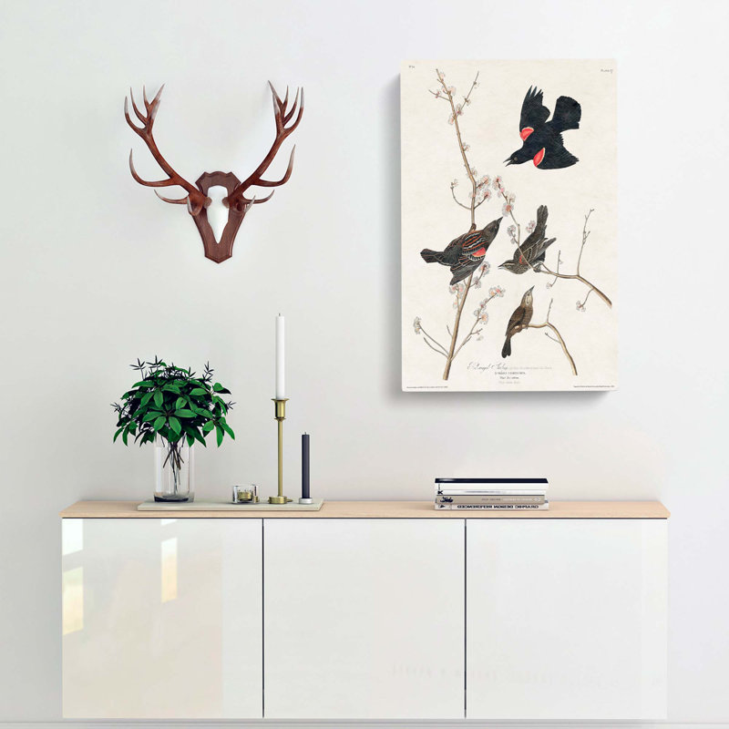 Starling by John Audubon - Wrapped Canvas Print, 50cm H x 35cm W x 3cm D