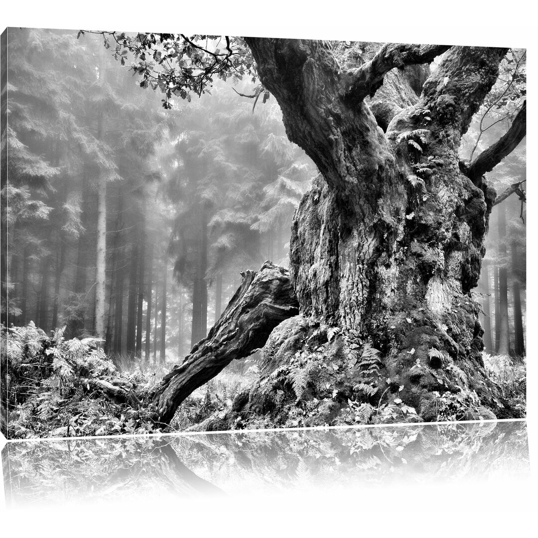 Leinwandbild Dicker Baum im Wald im Moos in Monochrom