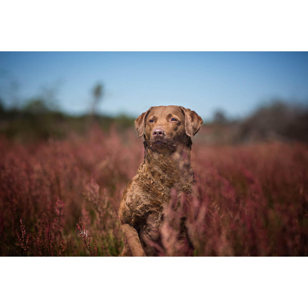 Chesapeake Bay Retriever von Ktatarka - Leinwandbild