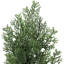 Plant-1884781817-1884781815